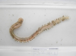 Nephtys incisa (small)