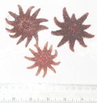 Asteroidea