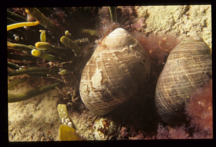 periwinkles