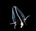 Cnidarians