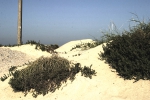 Duin