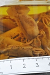 Cephalopoda