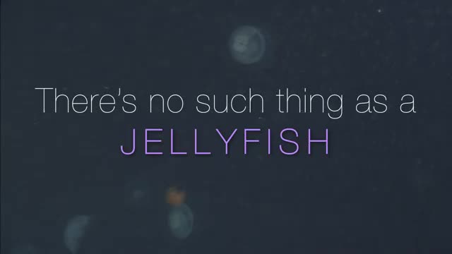 VIDEO: There's no such thing as a jellyfish