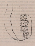 Van Beneden & Hesse (1864, fig. 2) Van Beneden & Hesse (1864, fig. 2)