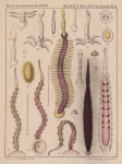 Hirudinea (leeches)