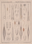 Van Beneden & Hesse (1864, pl. 09) Van Beneden & Hesse (1864, pl. 09)