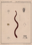 Van Beneden & Hesse (1864, pl. 14) Van Beneden & Hesse (1864, pl. 14)