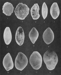Protozoans