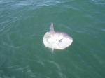 Maanvis - Mola mola