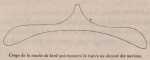 Van Beneden (1870, fig. 02) Van Beneden (1870, fig. 02)