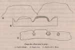 Van Beneden (1870, fig. 03) Van Beneden (1870, fig. 03)