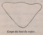 Van Beneden (1870, fig. 04) Van Beneden (1870, fig. 04)