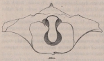 Van Beneden (1870, fig. 05) Van Beneden (1870, fig. 05)