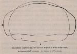 Van Beneden (1870, fig. 07) Van Beneden (1870, fig. 07)