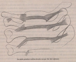 Van Beneden (1870, fig. 09) Van Beneden (1870, fig. 09)