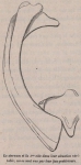 Van Beneden (1870, fig. 10) Van Beneden (1870, fig. 10)