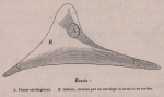 Van Beneden (1870, fig. 11) Van Beneden (1870, fig. 11)