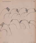 Van Beneden (1870, pl. 1) Van Beneden (1870, pl. 1)