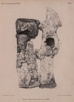 Van Beneden (1870, pl. 2) Van Beneden (1870, pl. 2)