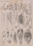 Van Beneden, P.-J. (1871). Les poissons des côtes de Belgique, leurs parasites et leurs commensaux Mém. Acad. R. Sci. Lett. B.-Arts Belg., Collect. 4 XXXVIII: 1-100, plates I-VI Van Beneden, P.-J. (1871). Les poissons des côtes de Belgique, leurs parasites et leurs commensaux Mém. Acad. R. Sci. Lett. B.-Arts Belg., Collect. 4 XXXVIII: 1-100, plates I-VI