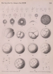 Van Beneden & Bessels (1868, pl. 3) Van Beneden & Bessels (1868, pl. 3)