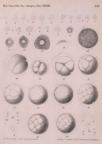 Van Beneden & Bessels (1868, pl. 3)