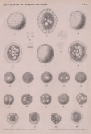 Van Beneden & Bessels (1868, pl. 4) Van Beneden & Bessels (1868, pl. 4)