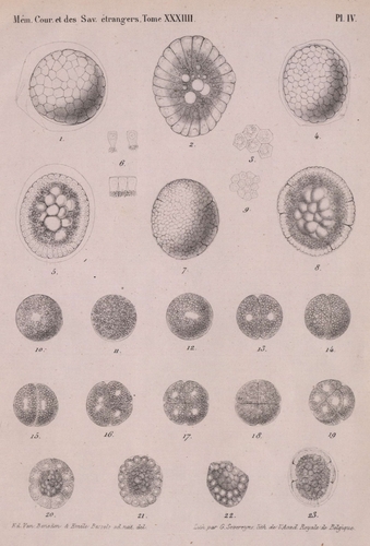 Van Beneden & Bessels (1868, pl. 4)