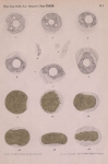 Van Beneden & Bessels (1868, pl. 5) Van Beneden & Bessels (1868, pl. 5)