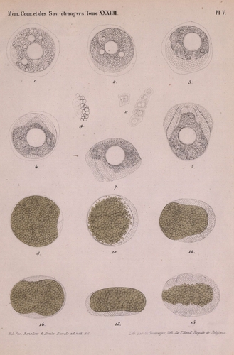 Van Beneden & Bessels (1868, pl. 5)