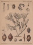Van Beneden (1848, pl. 2) Van Beneden (1848, pl. 2)