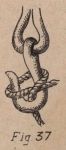 De Jonghe (1912, fig. 37) De Jonghe (1912, fig. 37)