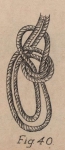 De Jonghe (1912, fig. 40) De Jonghe (1912, fig. 40)