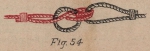 De Jonghe (1912, fig. 54) De Jonghe (1912, fig. 54)