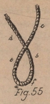 De Jonghe (1912, fig. 55) De Jonghe (1912, fig. 55)