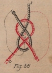 De Jonghe (1912, fig. 56) De Jonghe (1912, fig. 56)