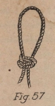 De Jonghe (1912, fig. 57) De Jonghe (1912, fig. 57)