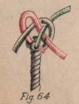 De Jonghe (1912, fig. 64) De Jonghe (1912, fig. 64)
