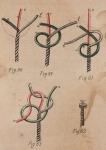 De Jonghe (1912, fig. 58-62) De Jonghe (1912, fig. 58-62)