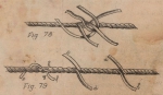 De Jonghe (1912, fig. 78-79) De Jonghe (1912, fig. 78-79)