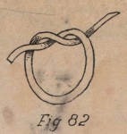 De Jonghe (1912, fig. 82) De Jonghe (1912, fig. 82)