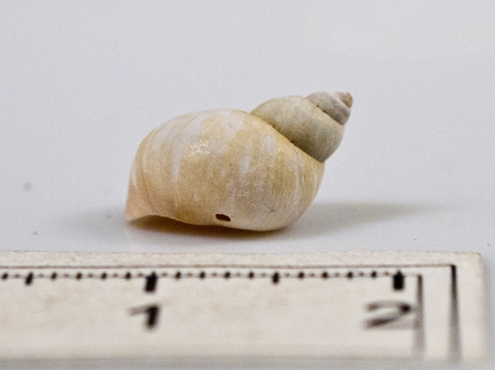 Lacuna vincta - lateral