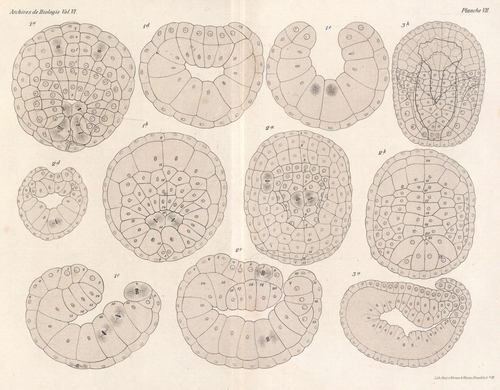 Van Beneden & Julin (1889, pl. 07)