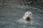 Zeehond