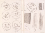 Van Beneden & Julin (1889, pl. 10) Van Beneden & Julin (1889, pl. 10)