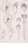 Van Beneden & Julin (1889, pl. 12) Van Beneden & Julin (1889, pl. 12)
