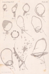 Van Beneden & Julin (1889, pl. 13) Van Beneden & Julin (1889, pl. 13)