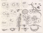 Van Beneden & Julin (1889, pl. 15) Van Beneden & Julin (1889, pl. 15)