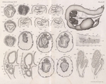 Van Beneden, E.; Julin, Ch. (1889). Recherches sur la morphologie des Tuniciers. I. Vanderpoorten: Gent. 1-240, 14 plates pp. Van Beneden, E.; Julin, Ch. (1889). Recherches sur la morphologie des Tuniciers. I. Vanderpoorten: Gent. 1-240, 14 plates pp.