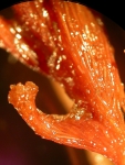 Acanella arbuscula, author: Fisheries and Oceans Canada, Vonda Wareham